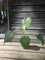 Zimmerpflanze Monstera Deliciosa