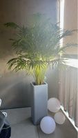 Zimmerpflanze Areca in grauem Pflanzgefäss