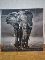 Bild aus Glas, modernes Wandbild Motiv Elefant 