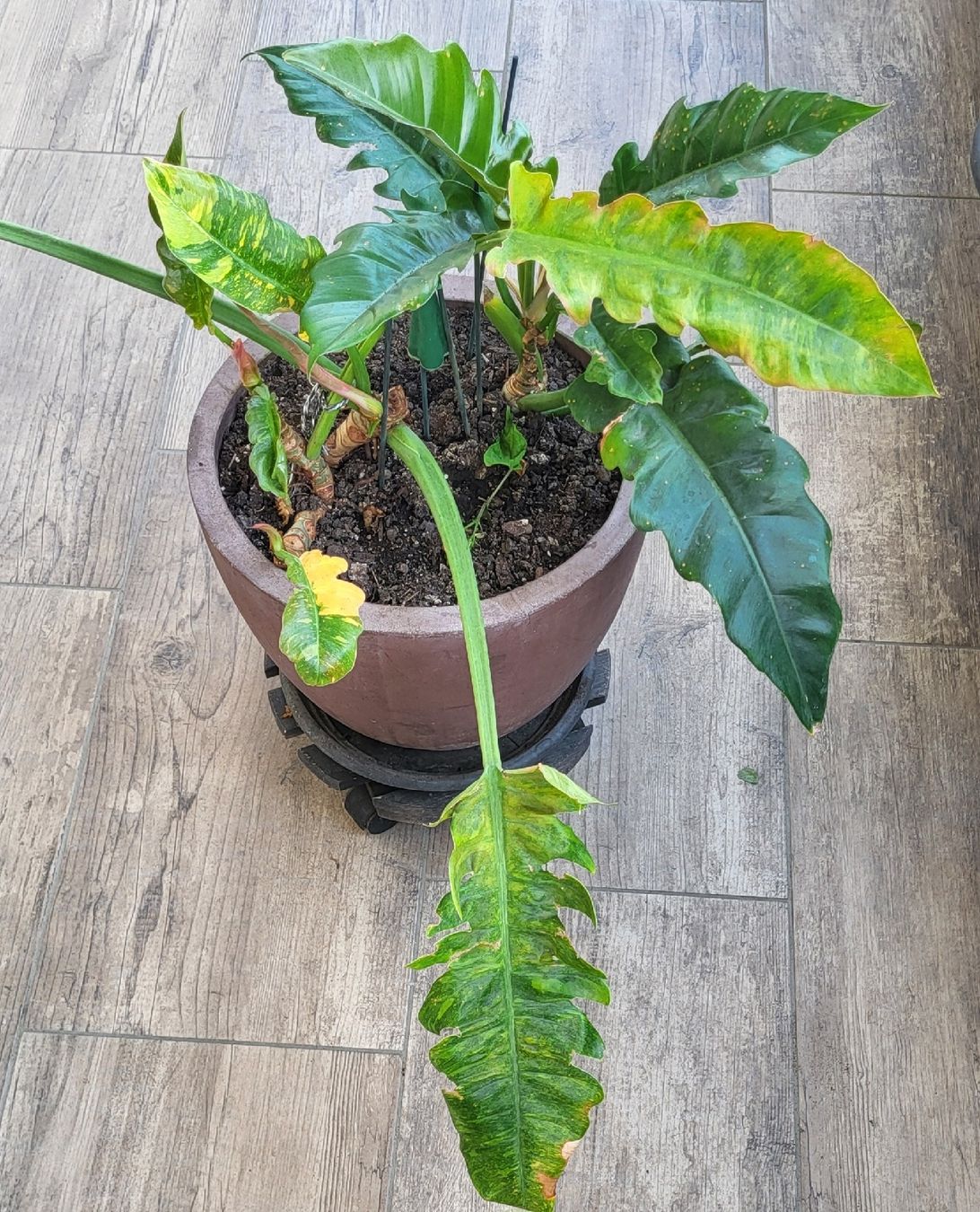 Piante & sementi: 2 im einem Philodendron ring of fire – Usato da islikon venduto da mir_8cbw