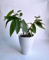 BEGONIA*CORALLINA*TAMAYA*****