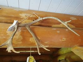Bois de renne caribou (demi) en décoration murale 100 cm