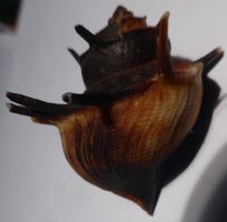 EINZIGARTIGE -TIPHOBIA HORAI, MUSCHEL-SEHR SELTEN, STACHELN
