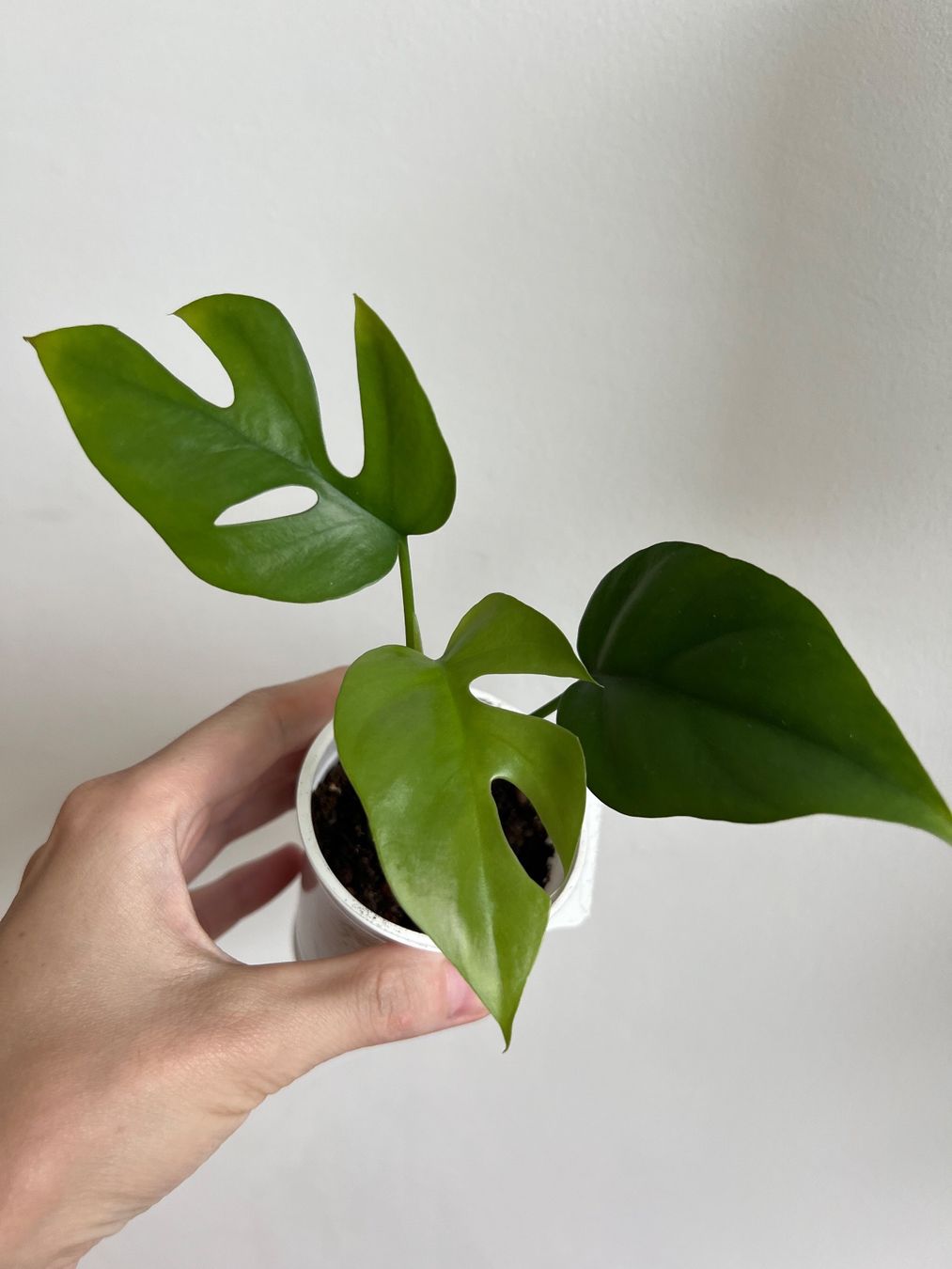 Pflanzen & Samen: Monstera minima💚 – Gebraucht aus Glattpark(Opfikon) von ste_n99y 3