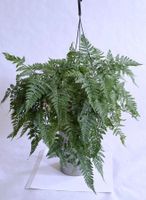 Hasenpfotenfarn (Humata tyermannii) in einem Hängetopf*****