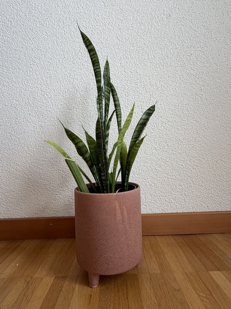 Plantes & graines: Bogenhanf Sansevieria mit Übertopf – D'occasion à Baar par annasorbian 1