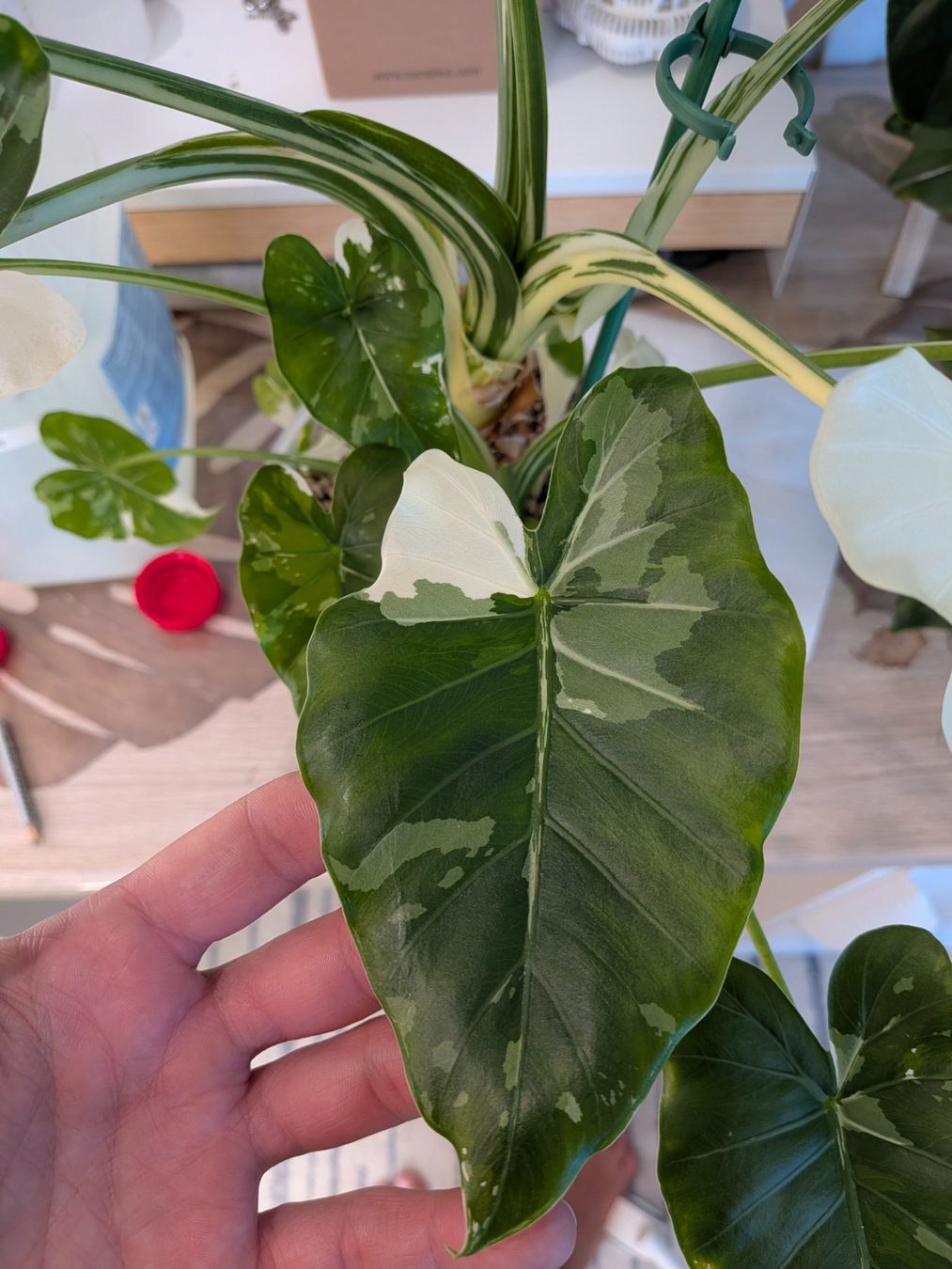 Piante & sementi: Bulbe Alocasia Okinawa Silver – Usato da Genève venduto da Venellah 5
