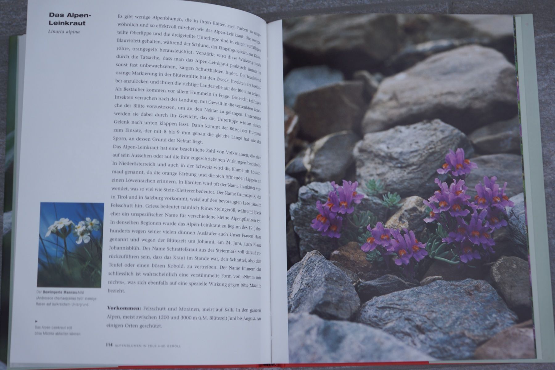 Libri: Die schönsten Alpenblumen – Nuovo (secondo la descrizione) da Obstalden venduto da Porco13 5