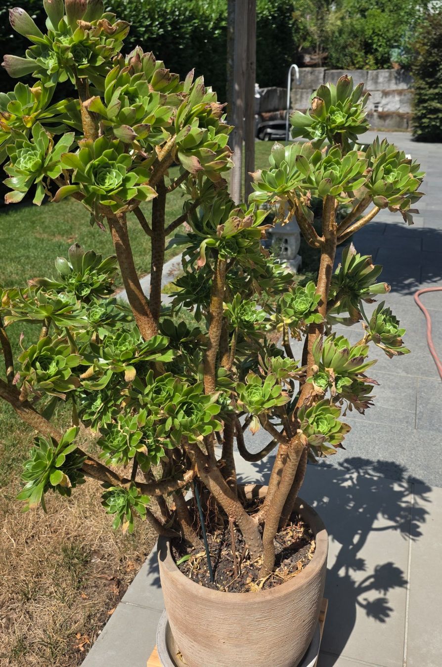 Plantes & graines: Rosettendickblatt (Aeonium glutinosum) – D'occasion à Kölliken par ambar 1