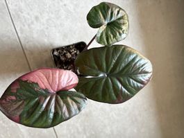 Alocasia Serendipity pink