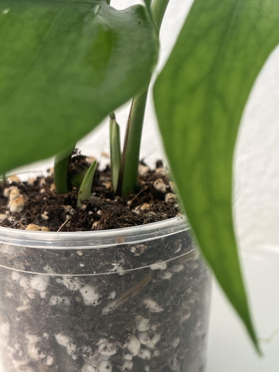 Pflanzen & Samen: Epipremnum baltic blue im Becher – Gebraucht aus geroldswil von Ahornblatt70 1
