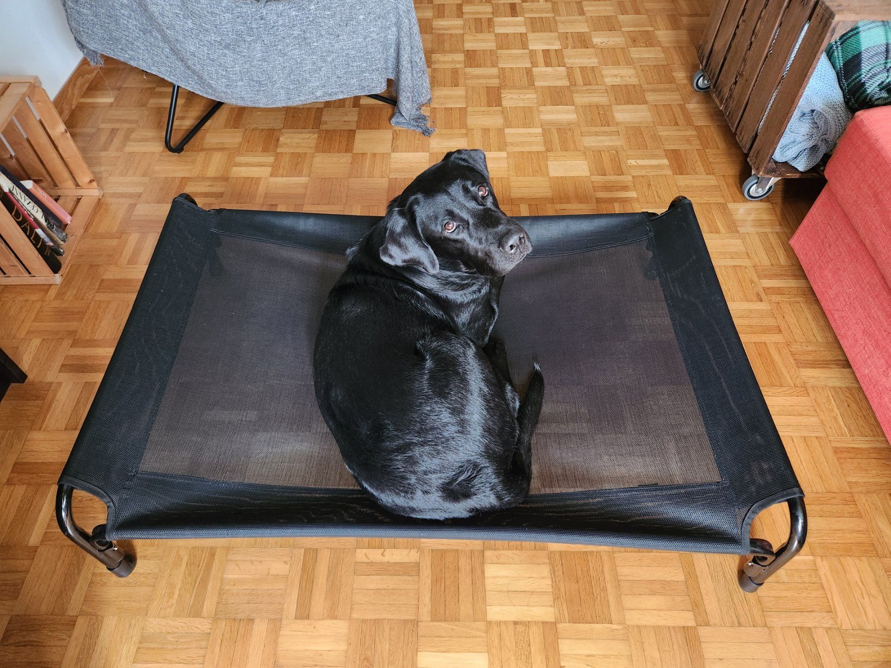 Cucce & Letti: Veehoo cooling dog bed – Usato da Oberwil b. Zug venduto da adi_r8nm 6