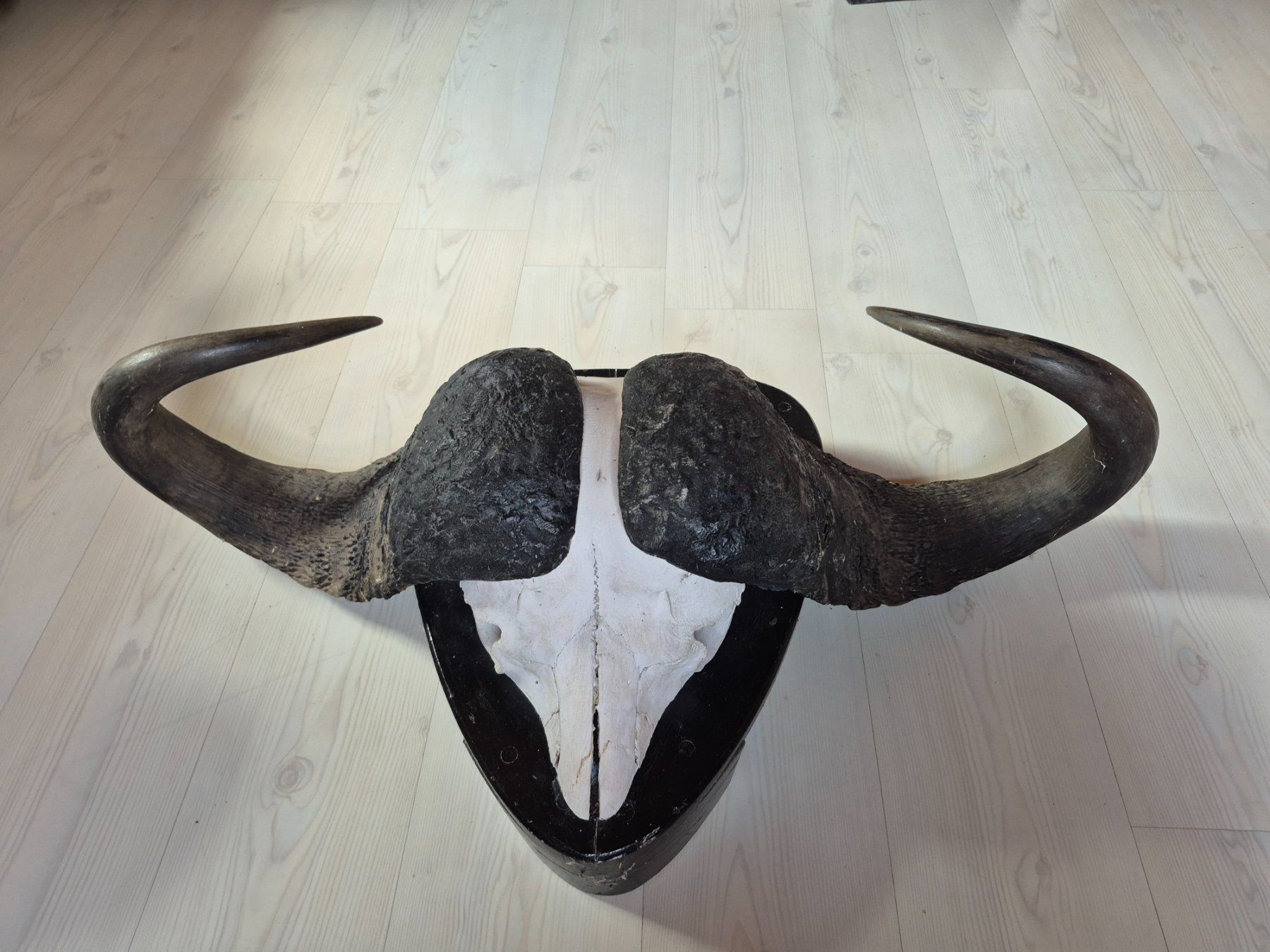 Il mondo degli animali: Trophée chasse buffle africain / Kaffernbüffel Jagdtrophäe – Usato da Treyvaux venduto da Kbh2000 2