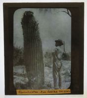 Glasdia USA / New Mexico: Säulenkaktus ca. 3m hoch, um 1920