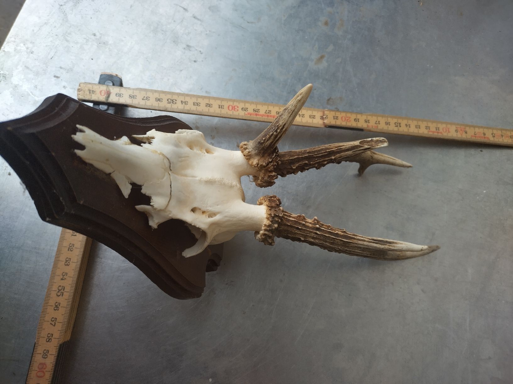 Welt der Tiere: echte dreistangen Rehbocktrophäe – Gebraucht aus Wettingen von Bwalti 1