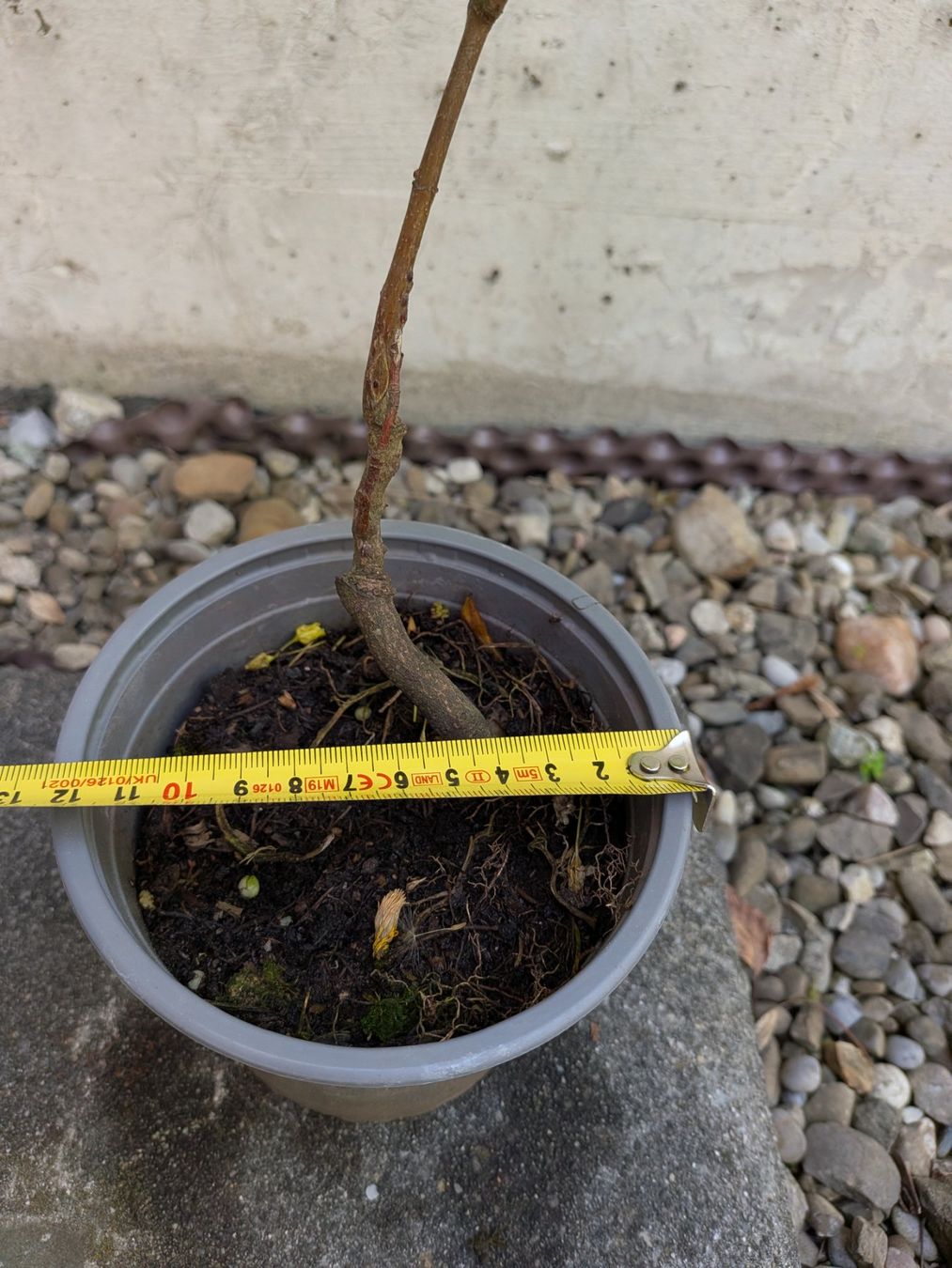 Piante & sementi: Bonsai Rohmaterial ab CHF 5: Bergahorn – Usato da Bern venduto da Hydrom 3