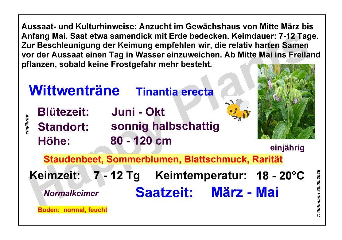 Plantes & graines: Witwenträne - Tinantia erecta - 25 Samen – Neuf avec emballage d'origine à Sumiswald par Cham14558 3