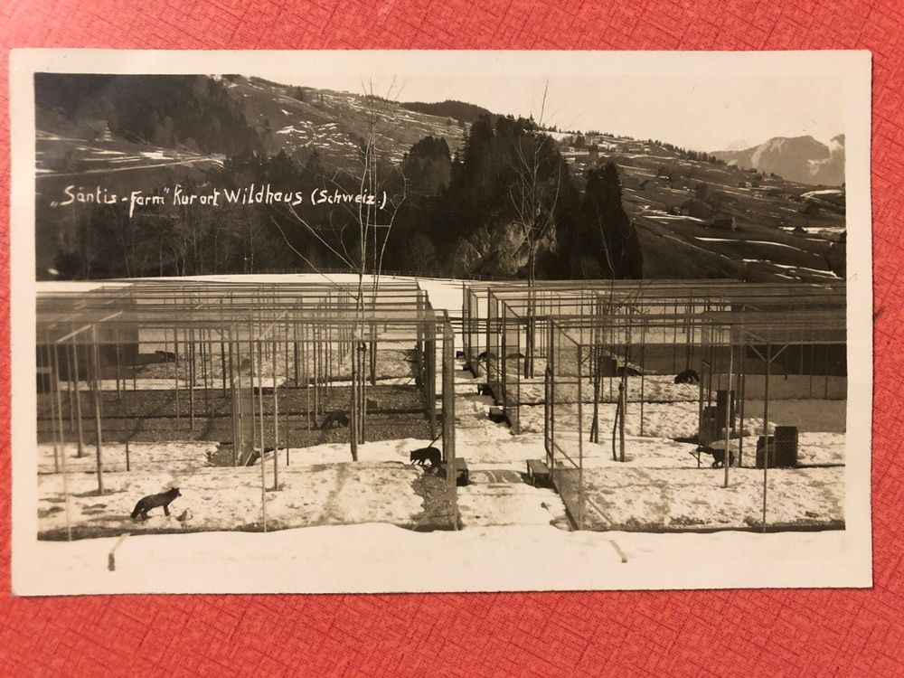 A.K. Säntis Farm, Kurort Wildhaus. (Gebraucht) in für CHF 6 – mit ...