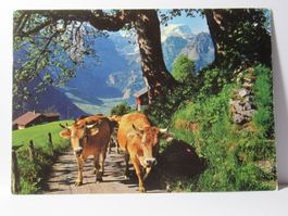 Braunwald , Am Weg zur Braunwald - Alp , Kühe
