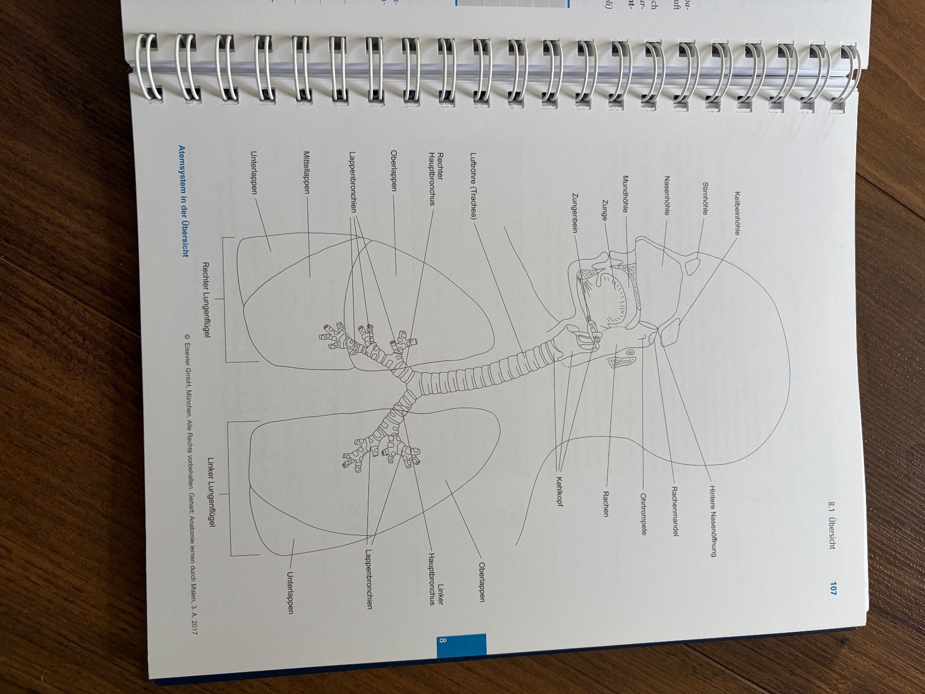 Libri: Anatomie lernen durch Malen – Nuovo (secondo la descrizione) da Breitenbach venduto da gift1 1