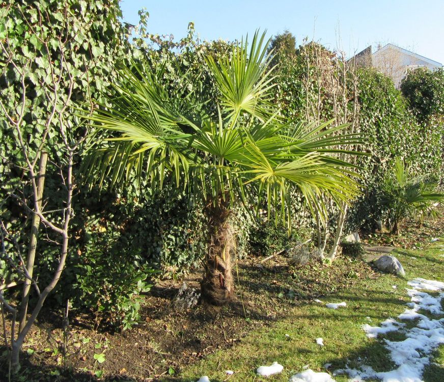 TESSINERPALME / HANFPALME WINTERHART Kaufen auf Ricardo