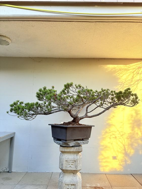 Beeindruckender Pinus Bonsai Solitr (Neu (gemss Beschreibung)) in Gossau  SG fr CHF 630  nur Abholung auf Ricardo kaufen
