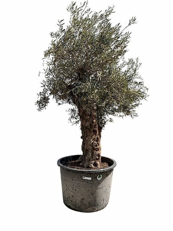 Piante & sementi: Olivenbaum "Olea Europea 7 – Usato da Zuckenriet venduto da Thur_Plant