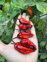 Piment de collection BLACK PANTHER 2g