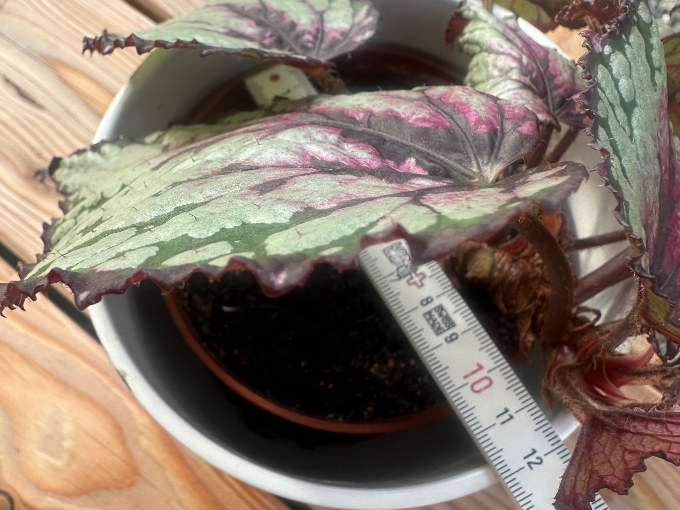 Plantes & graines: Begonia Rex – D'occasion à Zürich par ong8 4