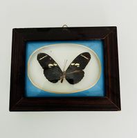 Schmetterling hinter Glas für Sammler original aus Brasilien
