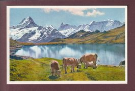 BACHSEE am Faulhorn - Kühe
