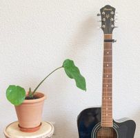 Monstera deliciosa – gesund & wunderschön - Terrakottatopf