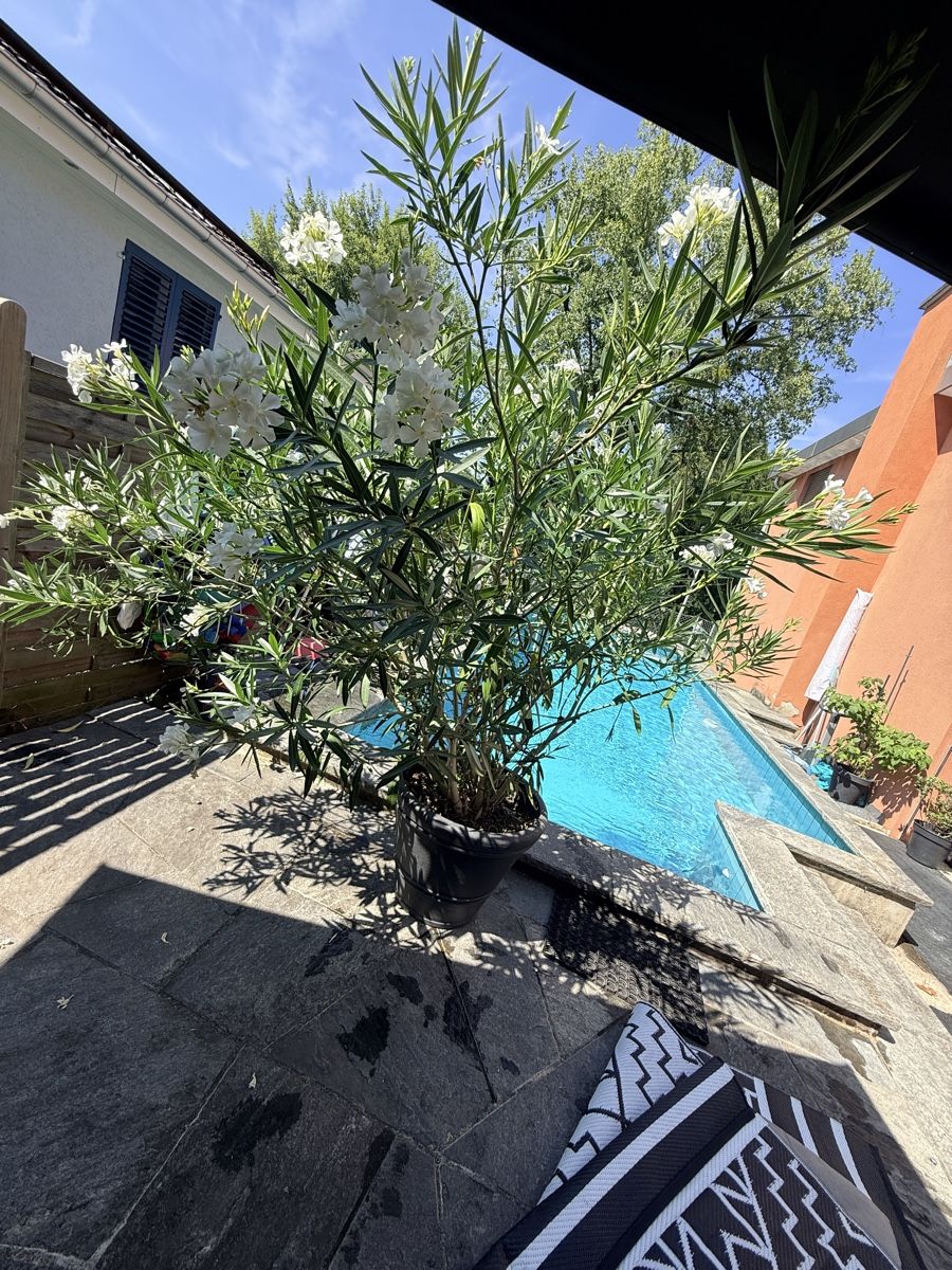 Pflanzen & Samen: Prächtige Oleander Pflanzen – Gebraucht aus Basel von oellifarm 7