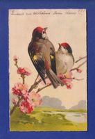 OISEAU par Klein