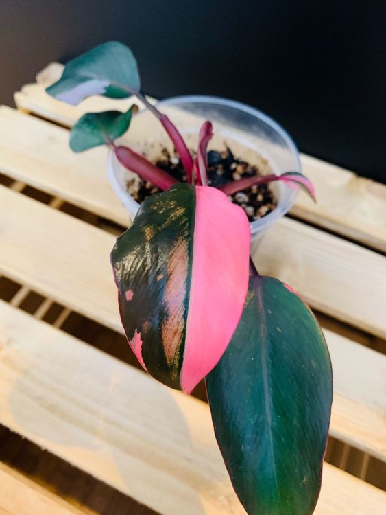 Philodendron pink princess | Kaufen auf Ricardo