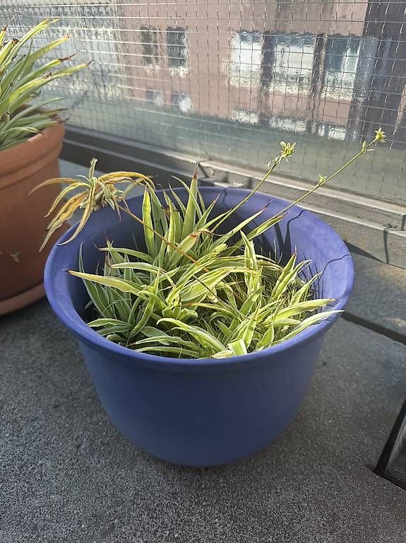 Piante & sementi: Plante verte avec pot bleu – Usato da Les Acacias venduto da ana_9l8q