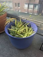 Plante verte avec pot bleu