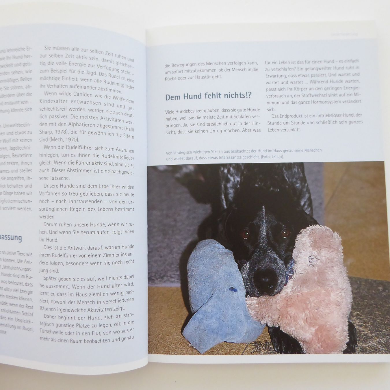 Libri: Mentales Training für Hunde – Usato da Basel venduto da Kunterbunt12 4