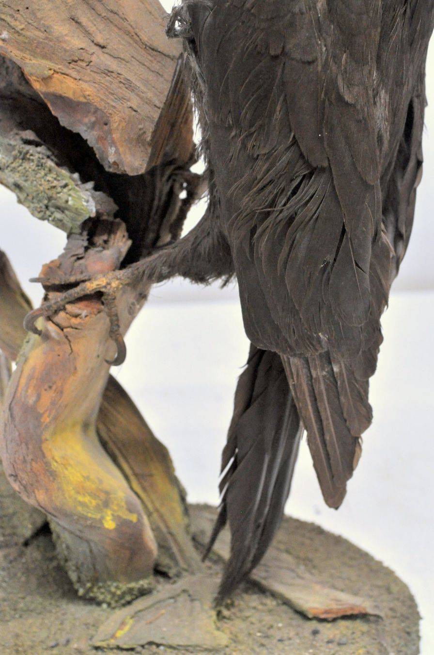 Il mondo degli animali: Pic noir naturalisé – Usato da Neuchâtel venduto da Neuchatel 5