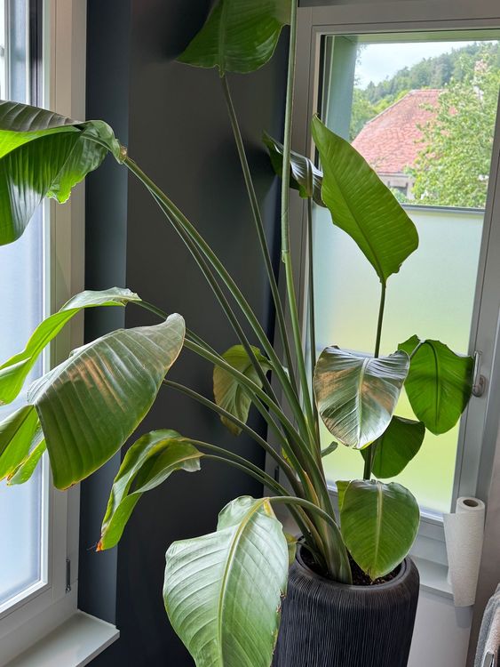 adansonii variegata aurea Monstera Adansonii sp. 'Double Windows' Aurea Variegated (Commonly Mislabeled as Monstera Acuminata Aurea) *Grower's Choice*