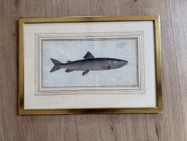 Antiker Kupferstich Fisch, Salmo Hucho 55x37.5cm