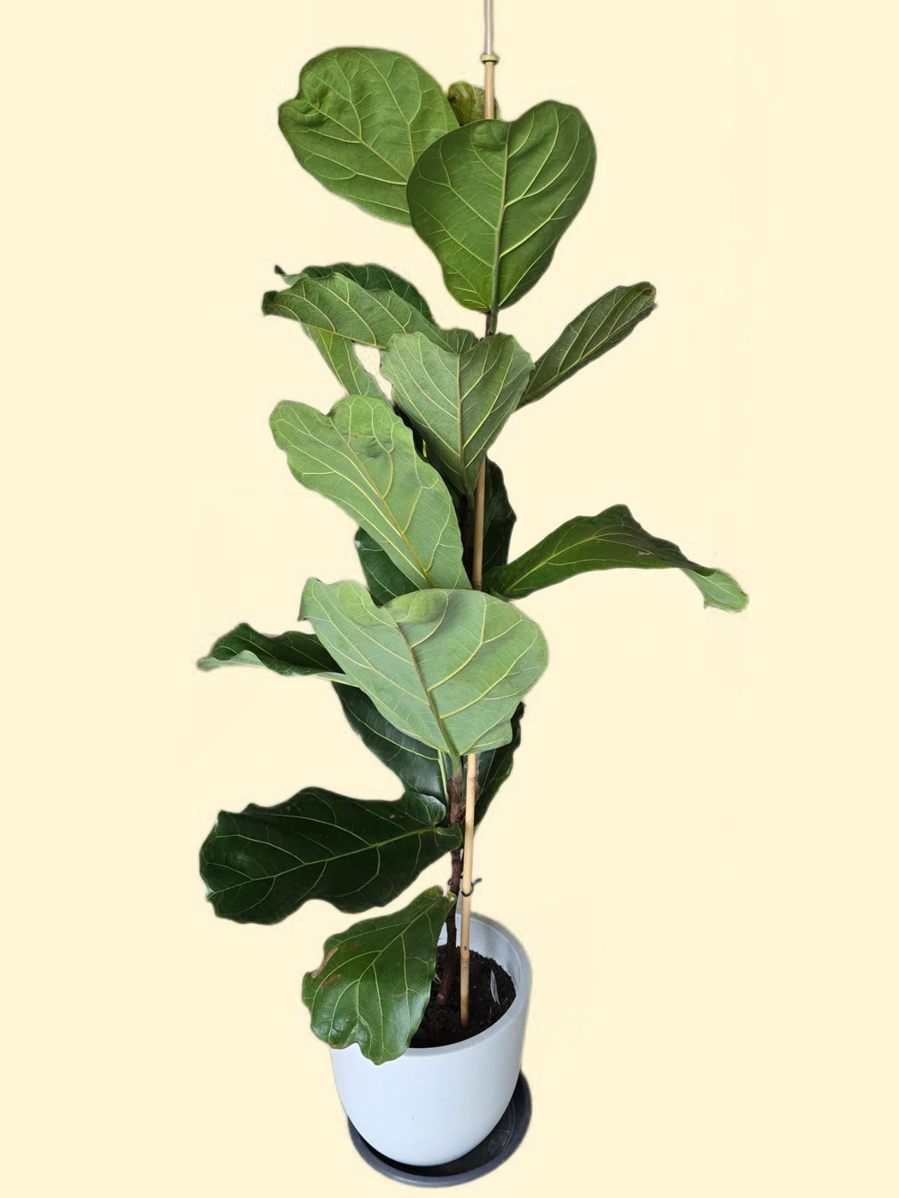 Piante & sementi: Ficus Lyrata - Geigenfeige – Usato da Aarburg venduto da Glitzerzauber 2