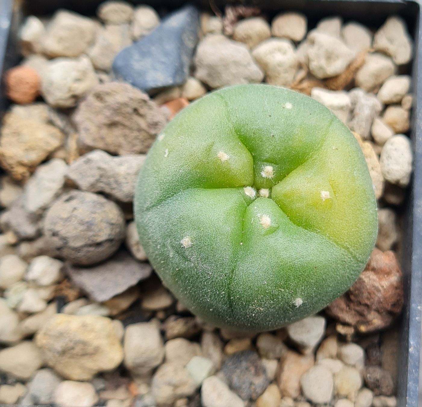 Pflanzen & Samen: Lophophora Diffusa Variegata Wurzelecht – Gebraucht aus Basel von fra_h7bq 1