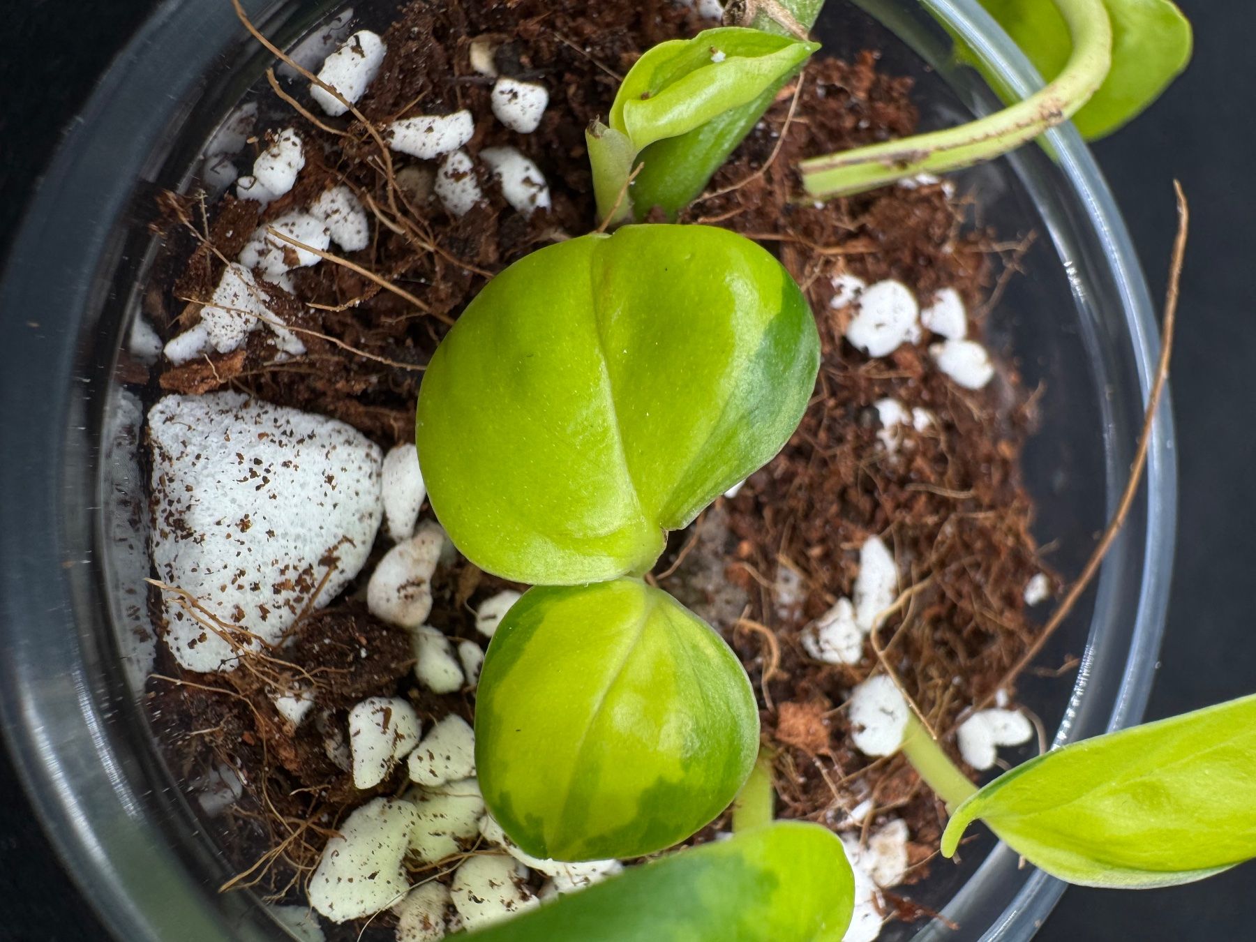 Plantes & graines: Epipremnum aureum 'Neon Joy' – Neuf (Voir description) à Bühler par googelibear 2