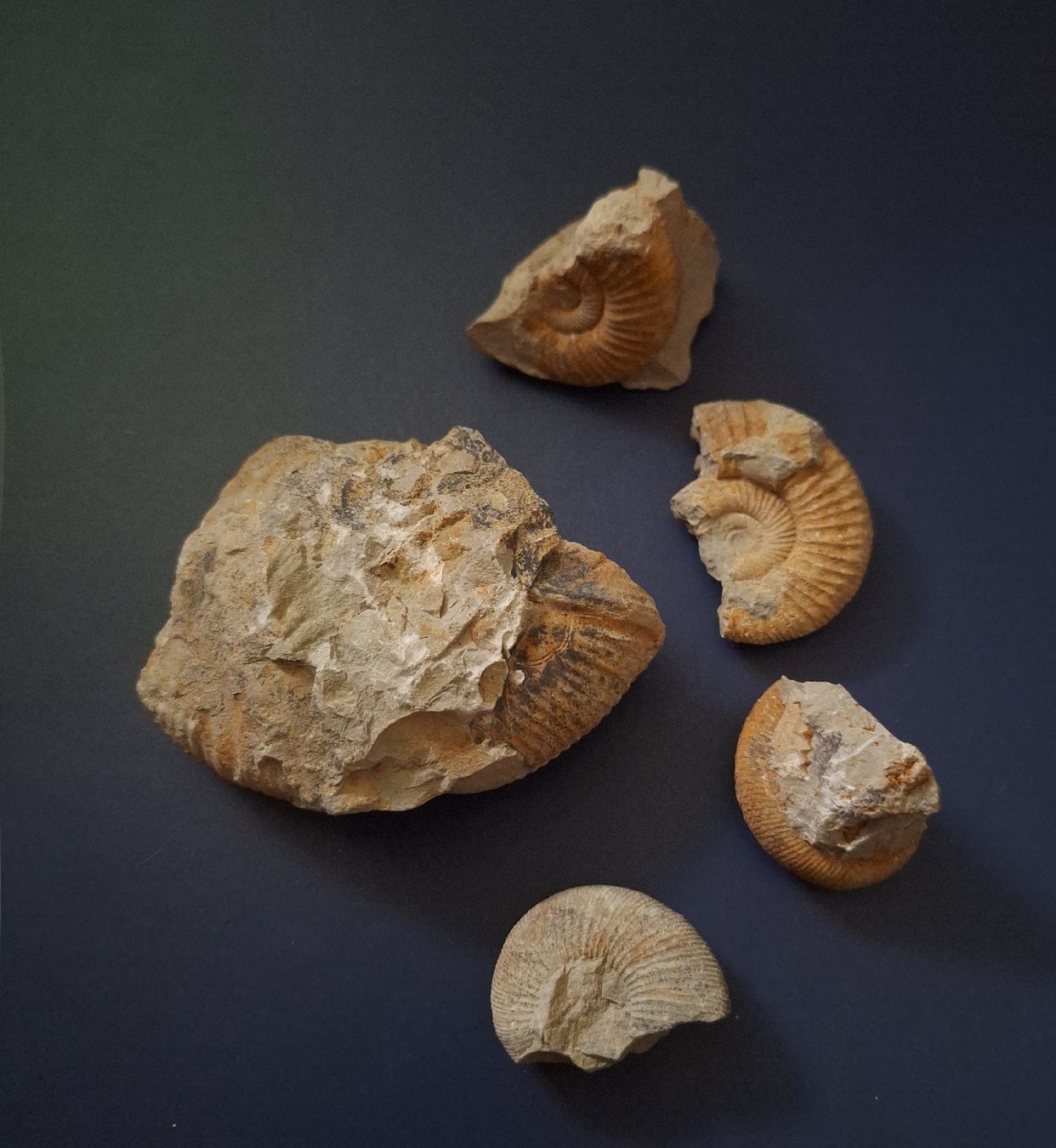 Fossili: Versand möglich. Selbstgefundene Versteinerungen – Usato da Winterthur venduto da Goldpipau 3