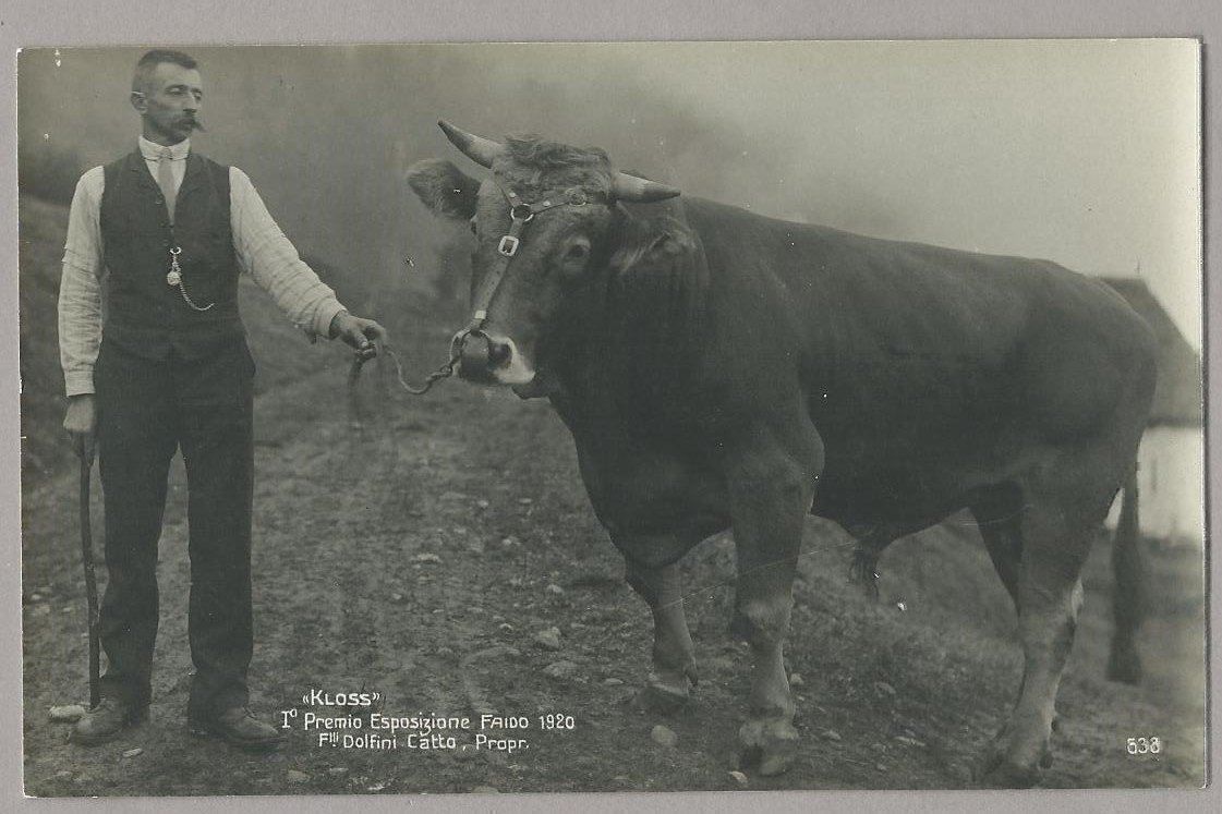 Cartoline postali: FAIDO, KLOSS, TORO PREMIATO, DOLFINI PR. – Nuovo e nell'imballaggio originale da Pura venduto da ulisse1957