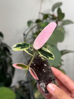 Hoya Lyi ‚Prism‘ 🦄✨