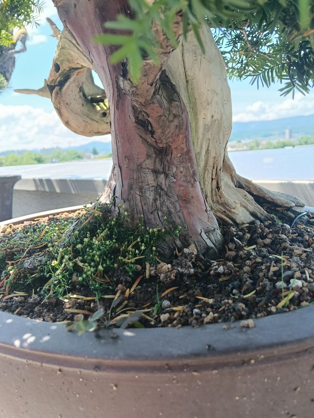 Pflanzen & Samen: Bonsai Eibe – Gebraucht aus Buchs AG von Marcolino08 3