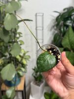 Hoya cinnamomifolia x imbricata 🦄✨