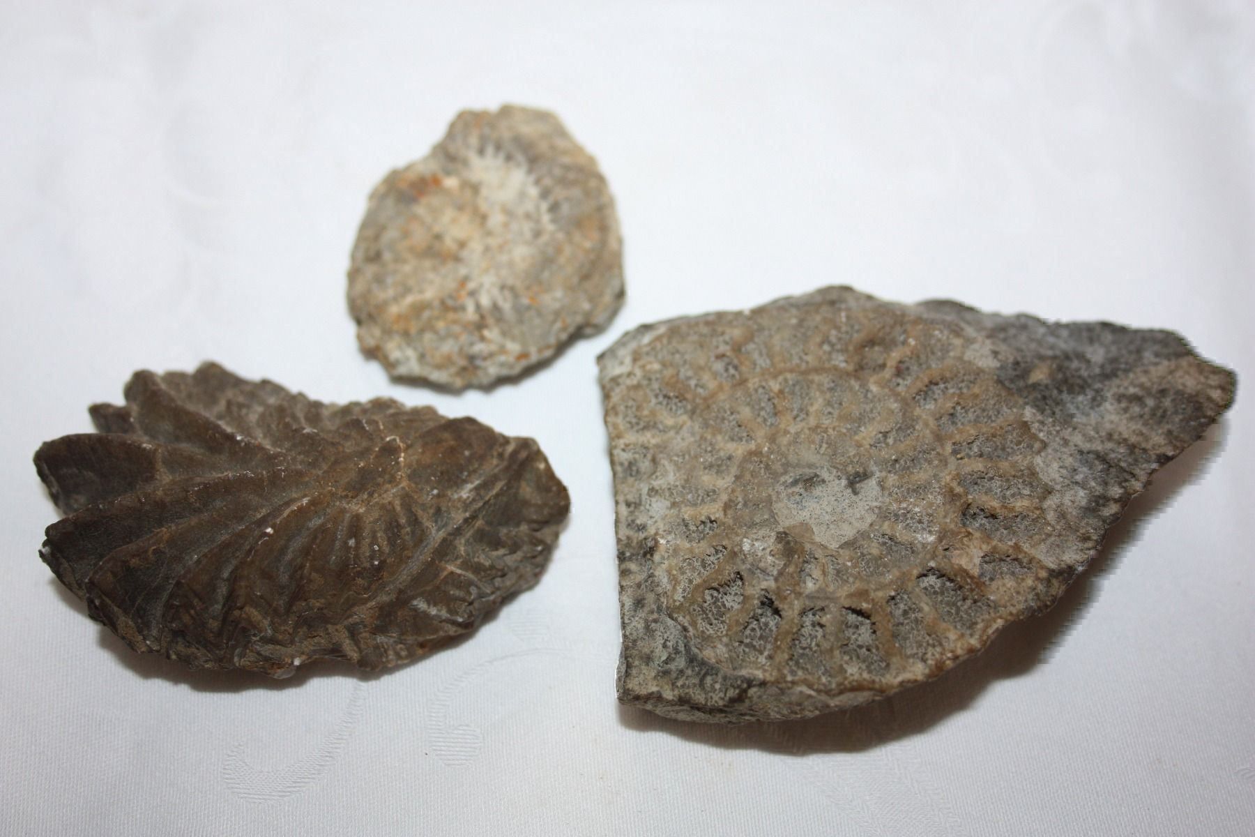 Minerali & Pietre curative: div. Mineralien – Usato da Oberwil BL venduto da Hesa41 7